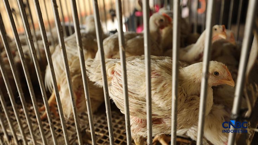 Peternak Teriak, Harga Ayam Naik Lagi Efek MBG-Masalah Ini Belum Beres
