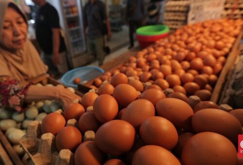 Bapanas Beber Harga Ayam dan Telur Pulih Imbas MBG-Berakhirnya Suro