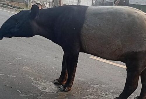 Wamenhut: 2 Penyembelih Tapir di Mesuji Lampung Masih Buron