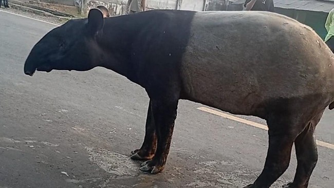 Wamenhut: 2 Penyembelih Tapir di Mesuji Lampung Masih Buron