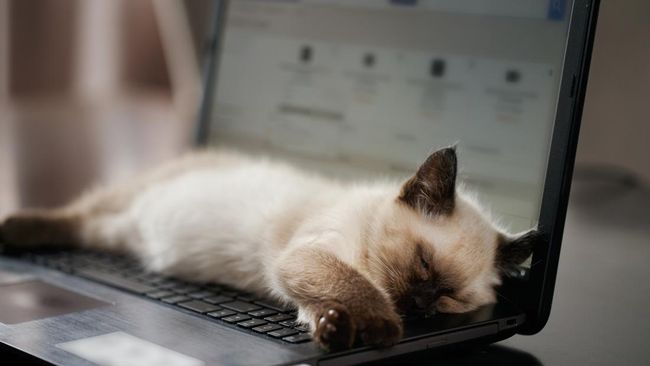 Gemas tapi Ganggu, Kenapa Kucing Suka Tidur di Laptop?