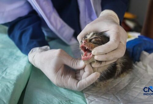 Jakarta Punya Klinik Hewan Keliling-Patok Tarif Segini, Vaksin Gratis