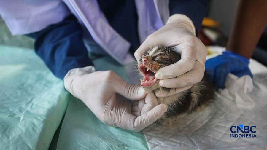 Jakarta Punya Klinik Hewan Keliling-Patok Tarif Segini, Vaksin Gratis