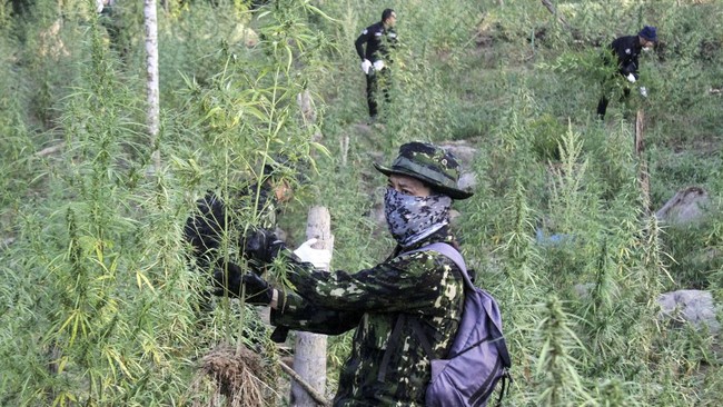 TNI Ungkap Temua 5.000 Batang Ganja di Yahukimo Papua Pegunungan