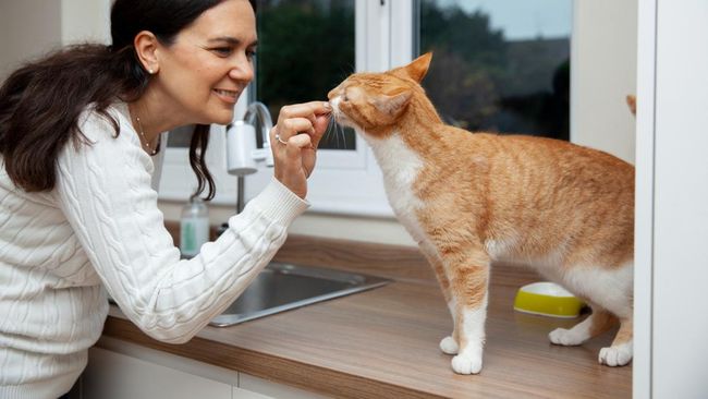Enak Buat ‘Babu’ Tapi 8 Makanan Ini Jangan Diberikan pada Kucing Ya